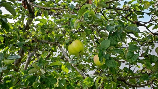 Hus till salu i Tanum - foto 9